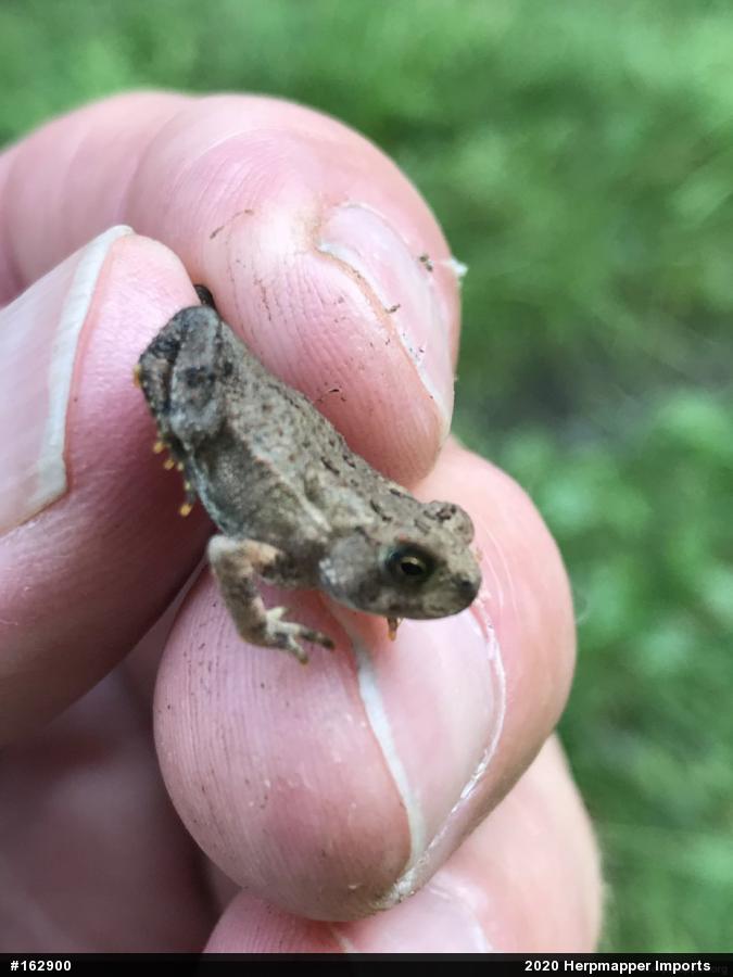 Eastern American Toad