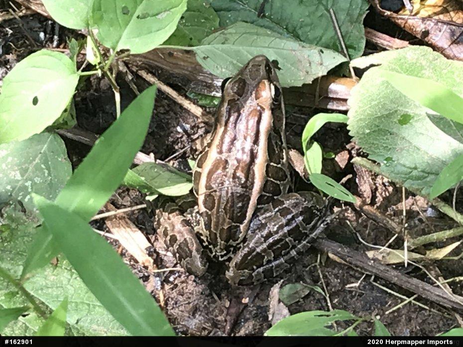 Pickerel Frog