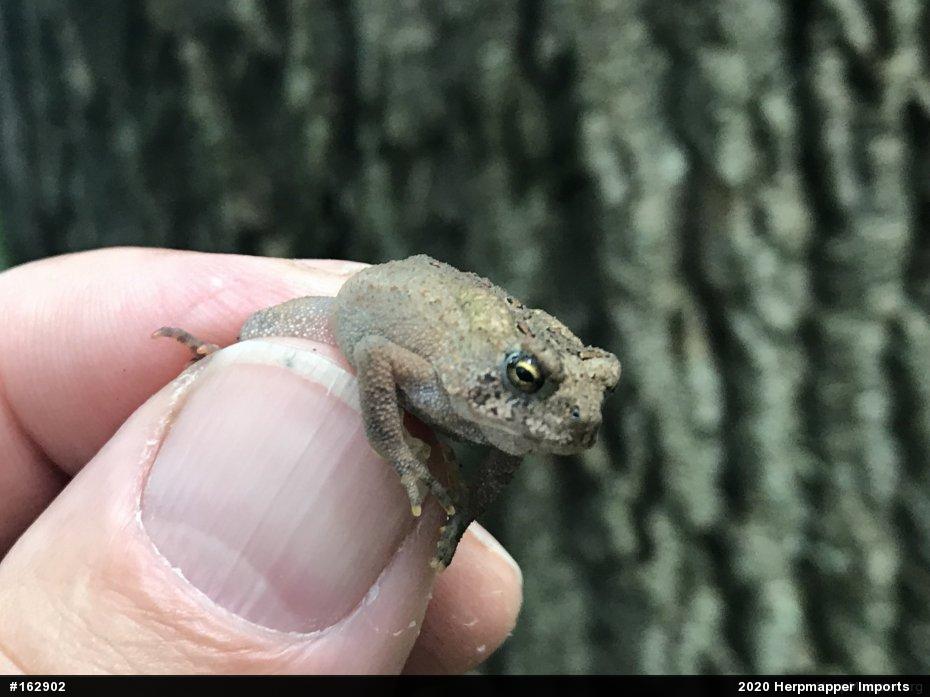 Eastern American Toad