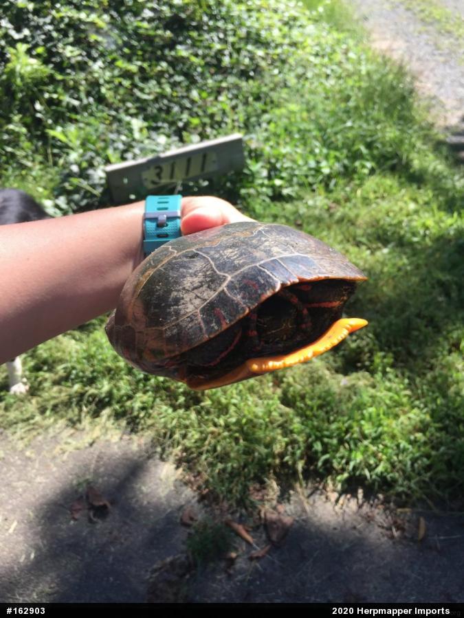 Painted Turtle