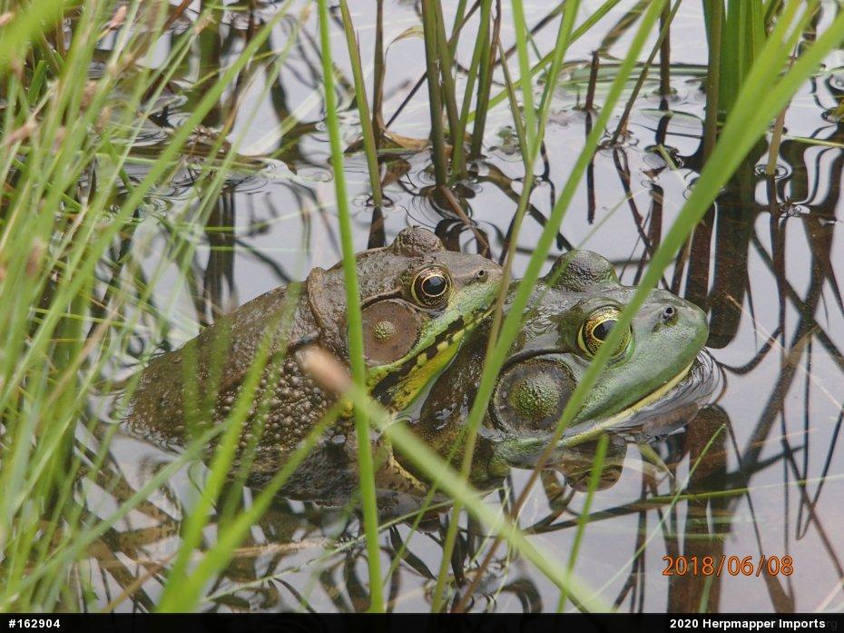 American Bullfrog