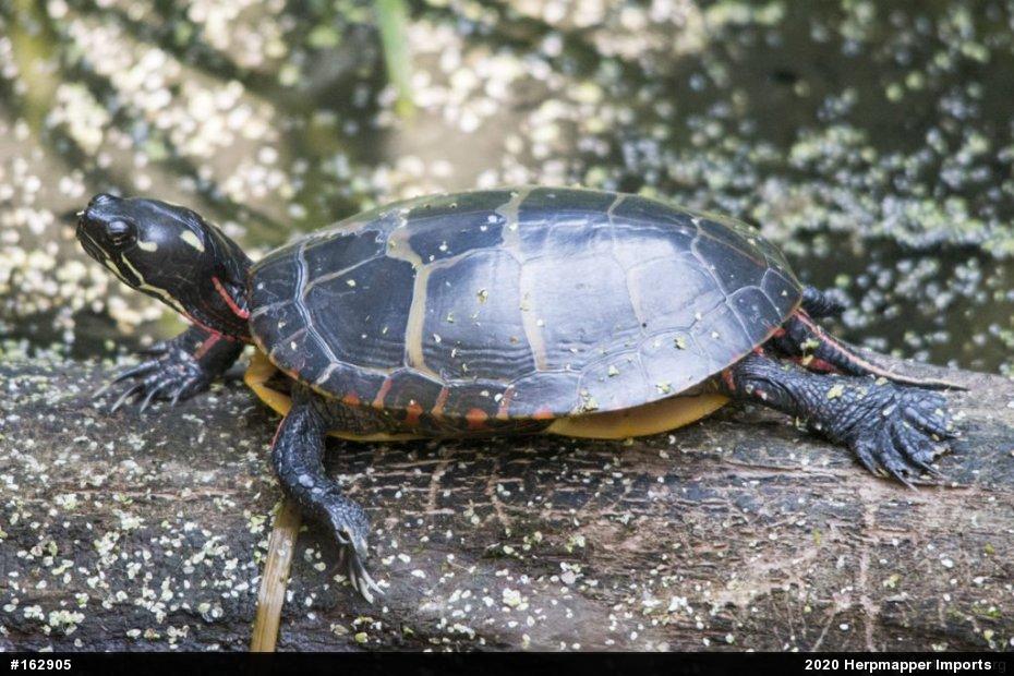 Eastern Painted Turtle