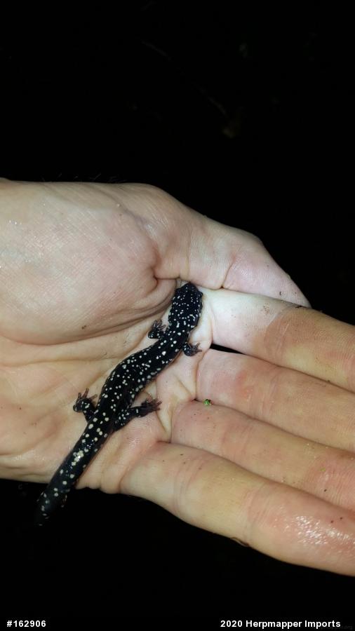 Northern Slimy Salamander