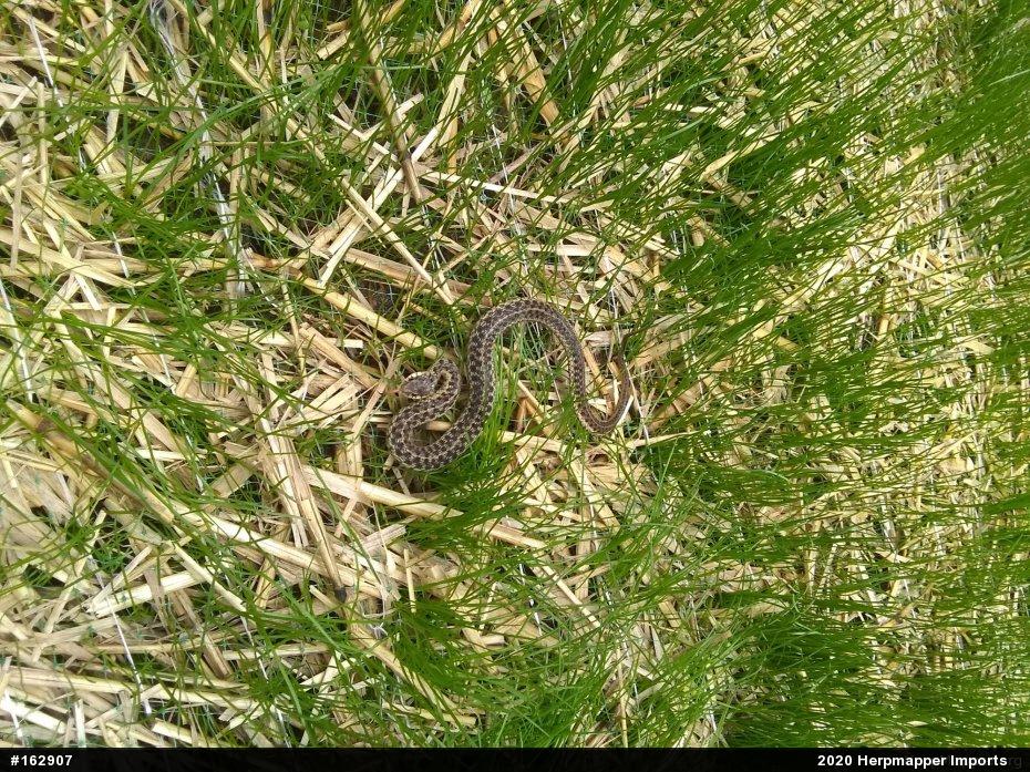Eastern Gartersnake