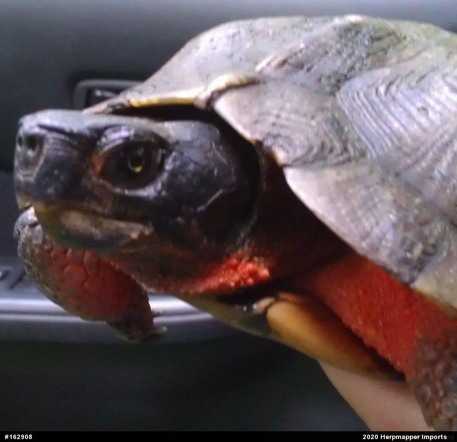 Wood Turtle