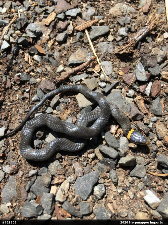 Northern Ring-necked Snake