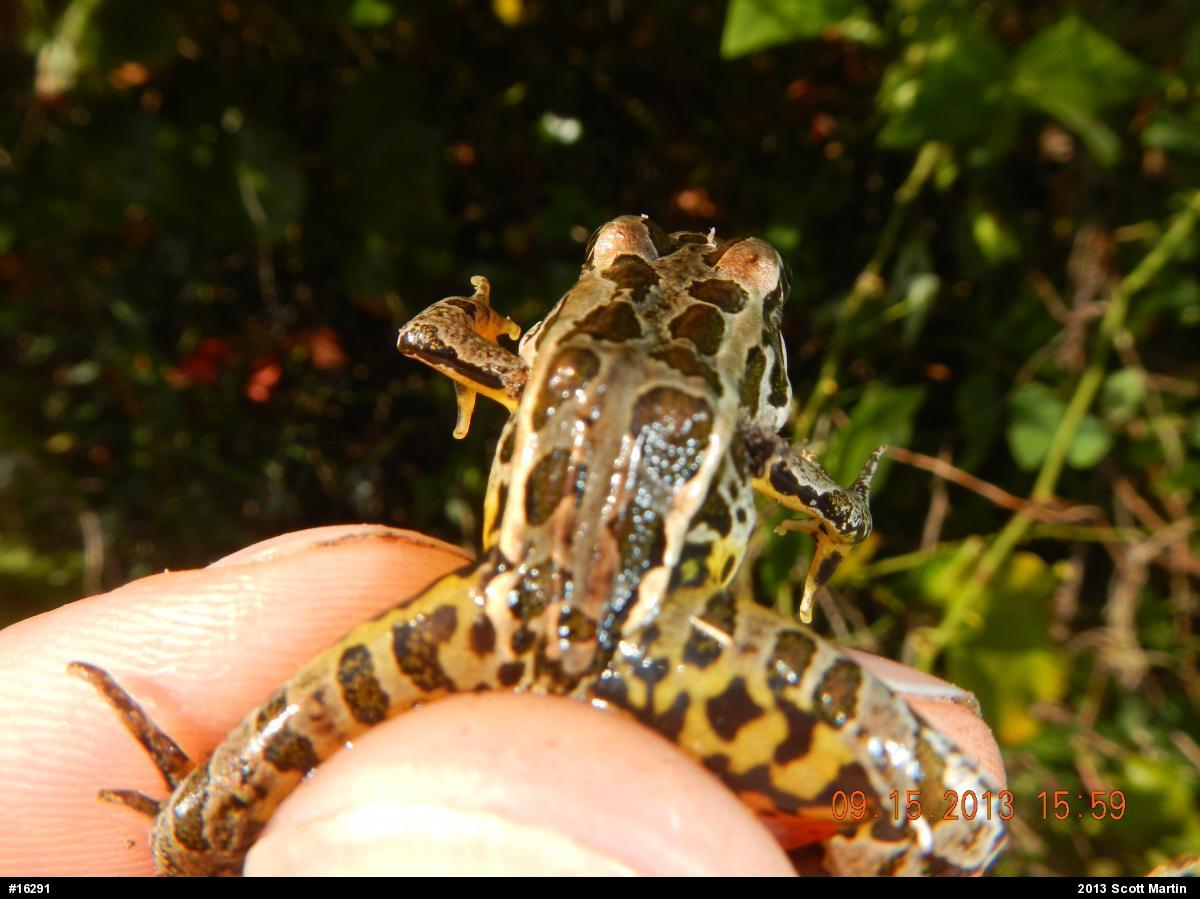 Pickerel Frog