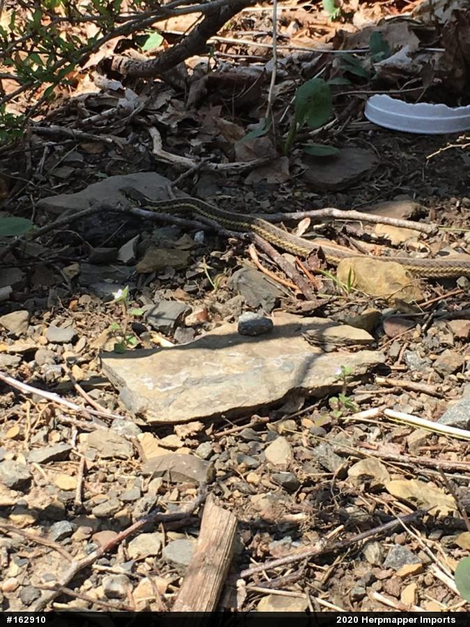 Eastern Gartersnake