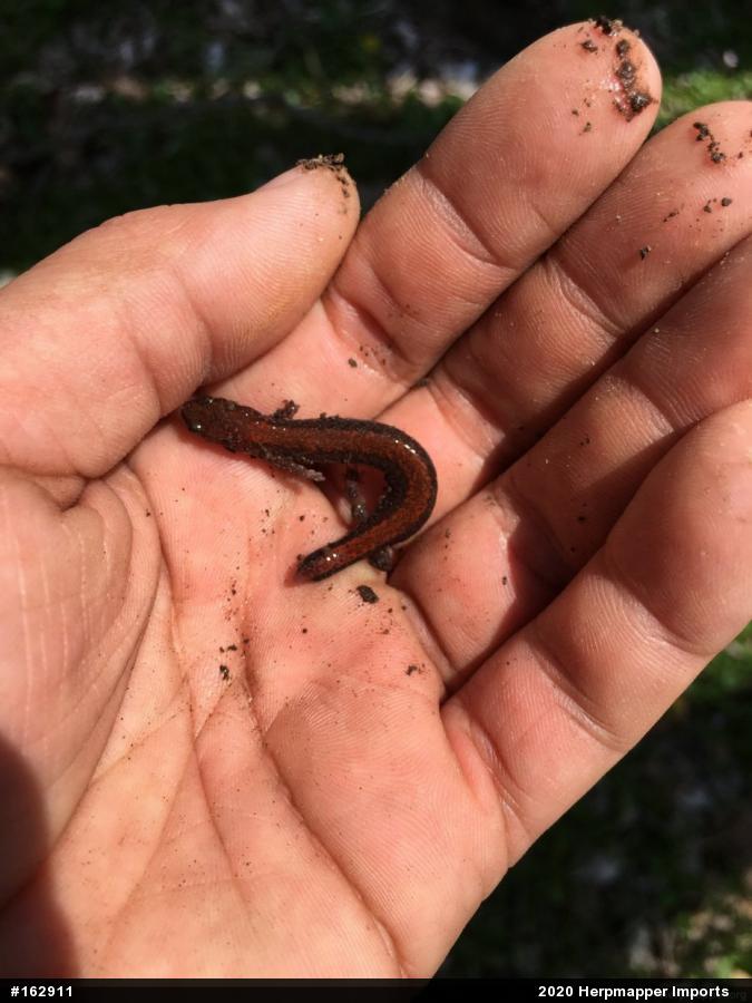 Eastern Red-backed  Salamander