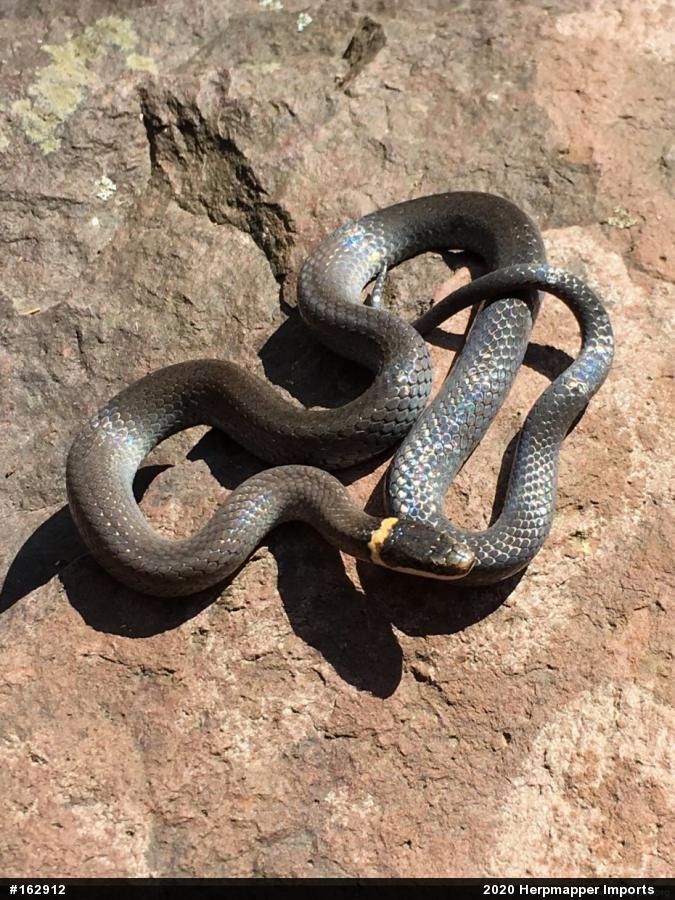 Northern Ring-necked Snake