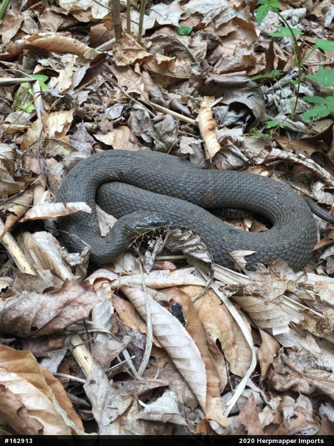 Northern Watersnake