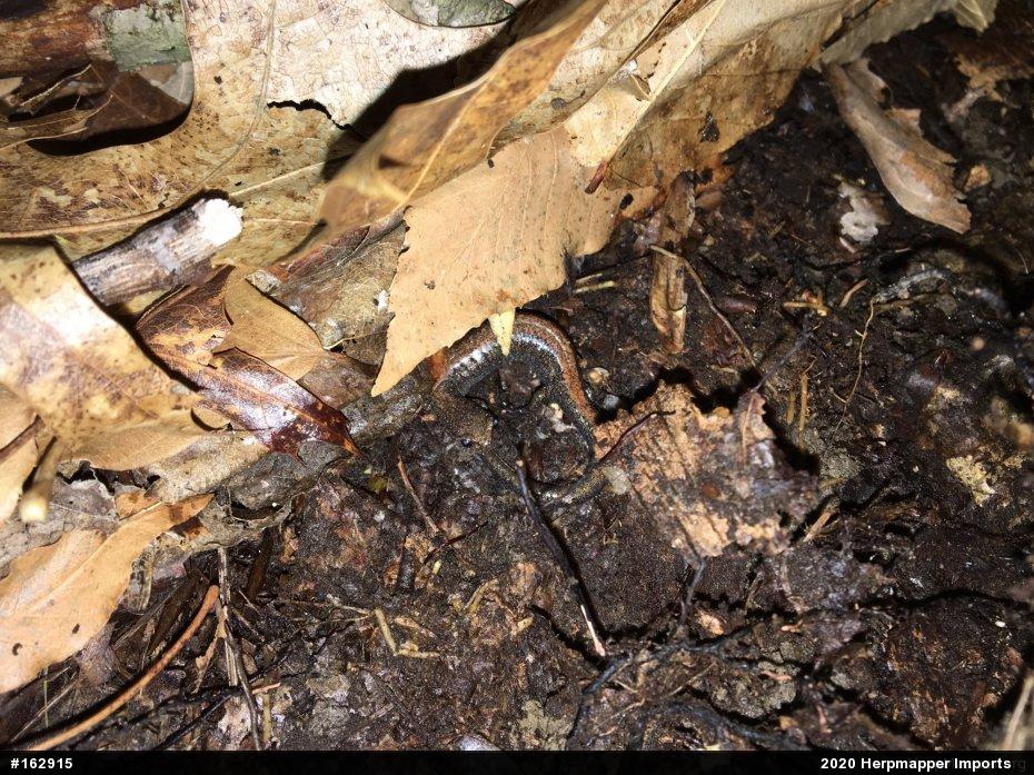 Eastern Red-backed  Salamander