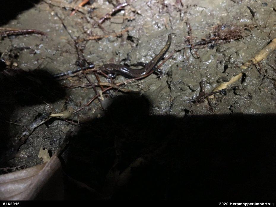 Allegheny Mountain Dusky Salamander