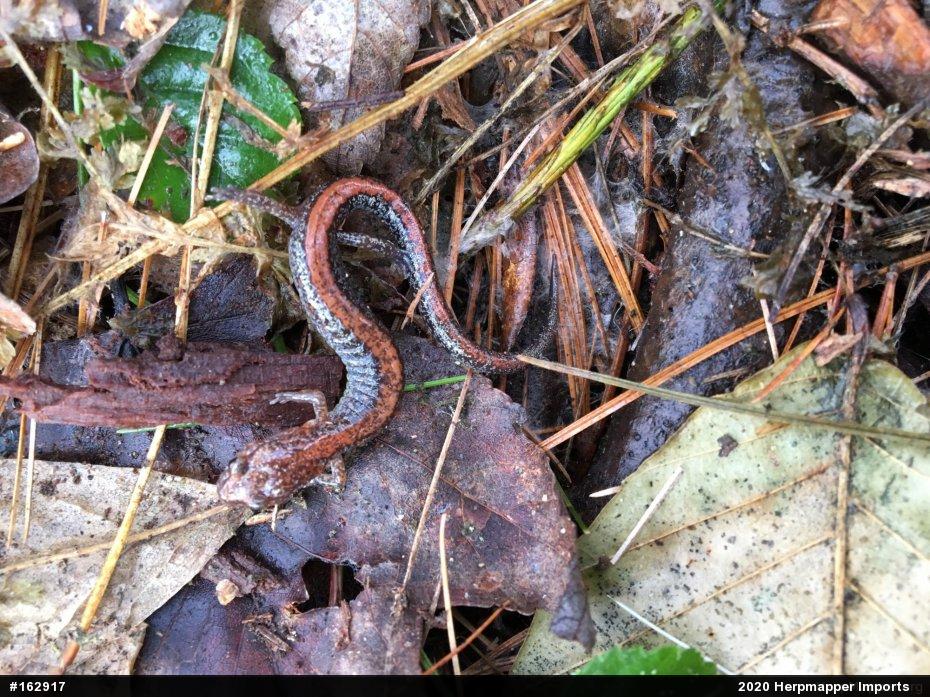 Eastern Red-backed  Salamander