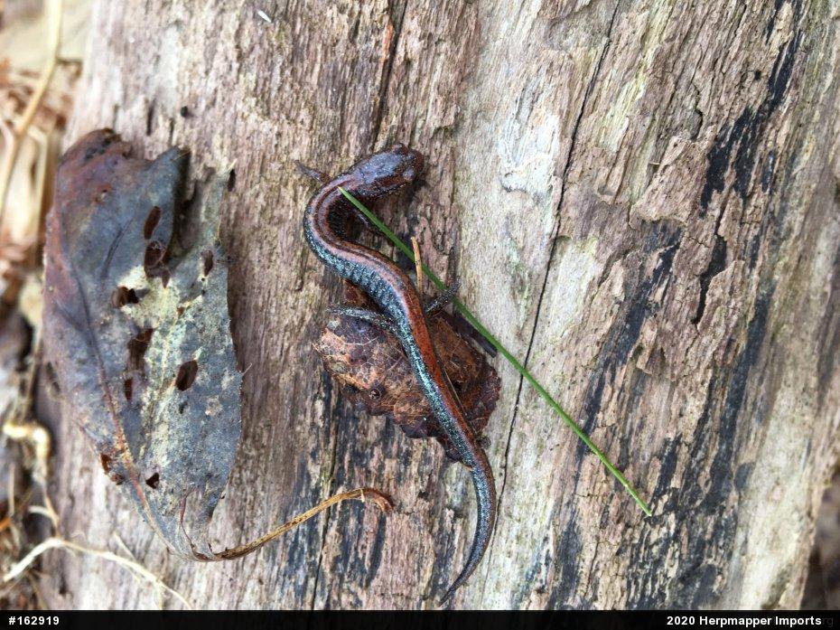 Eastern Red-backed  Salamander