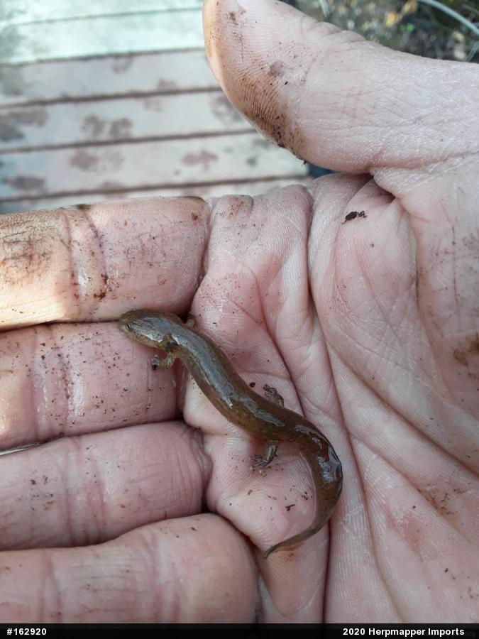 Northern Red Salamander