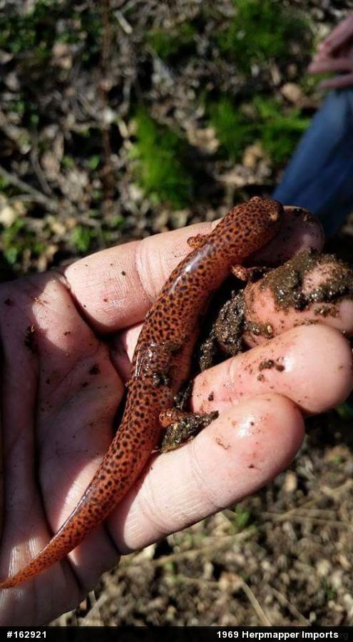 Northern Red Salamander