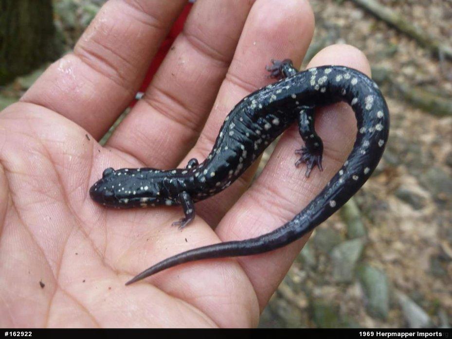 Northern Slimy Salamander