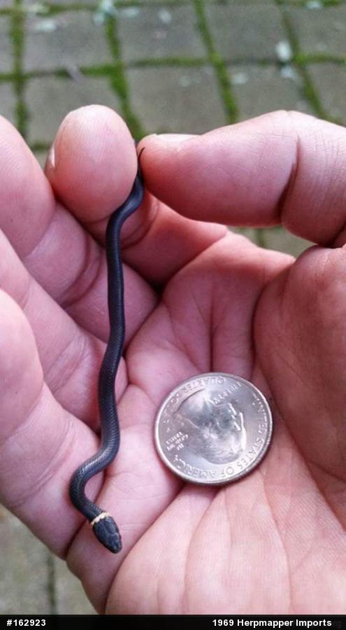 Northern Ring-necked Snake