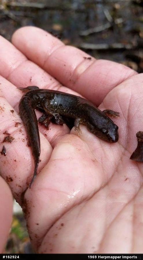 Northern Dusky Salamander