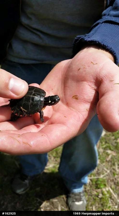 Eastern Painted Turtle