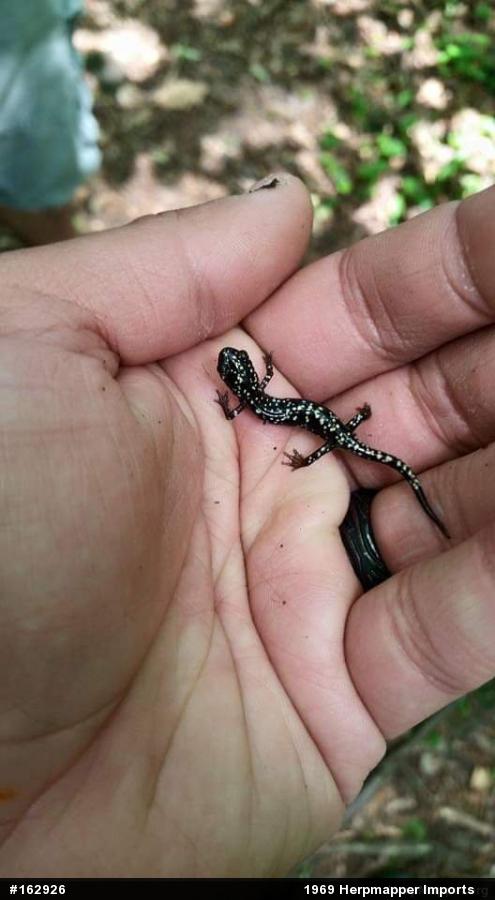 Northern Slimy Salamander