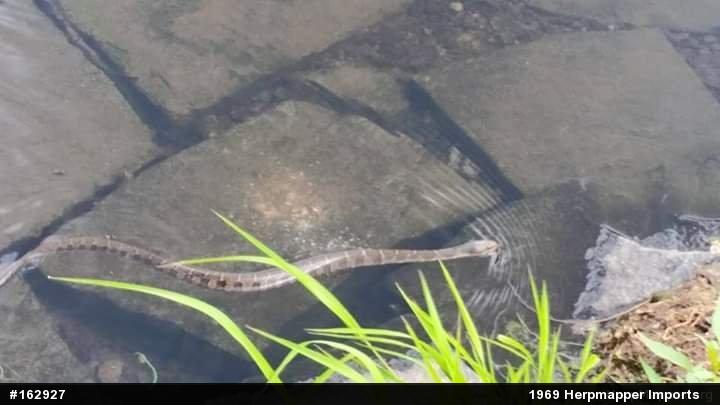 Northern Watersnake