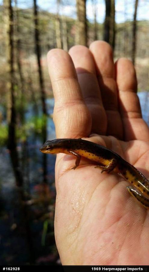 Red-spotted Newt
