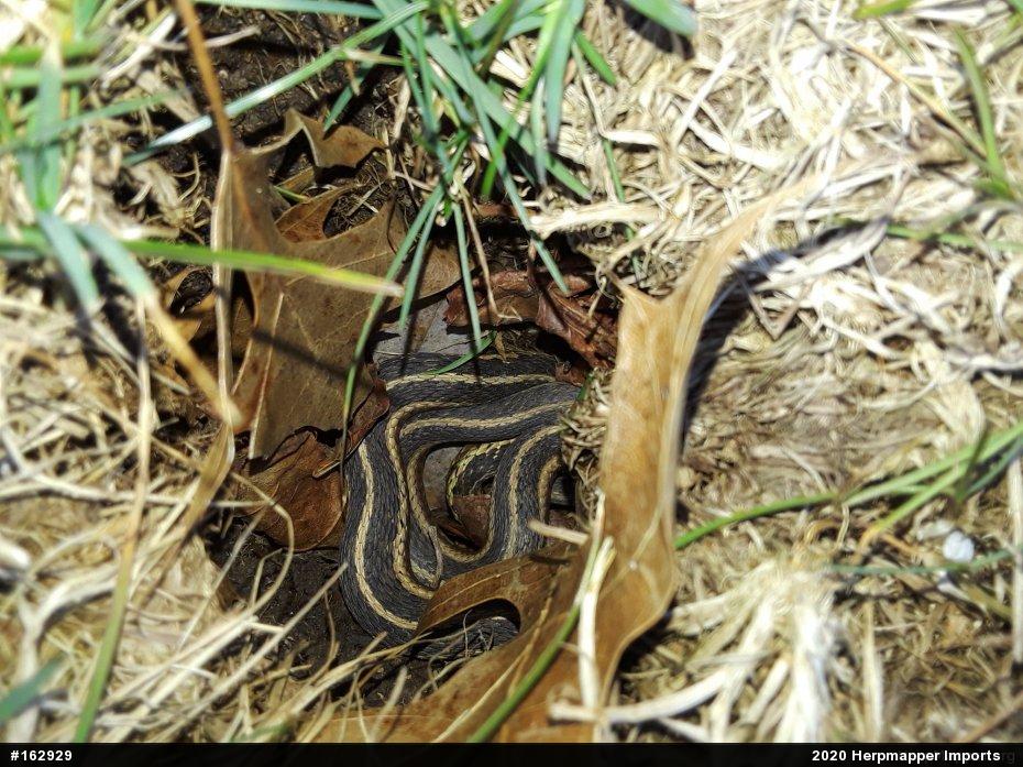 Eastern Gartersnake