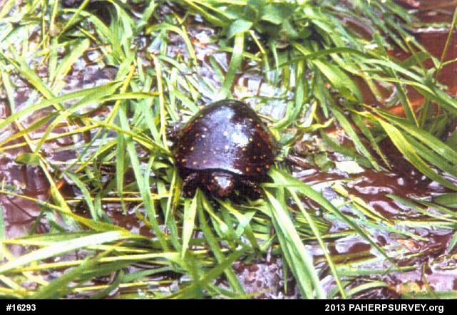 Spotted Turtle
