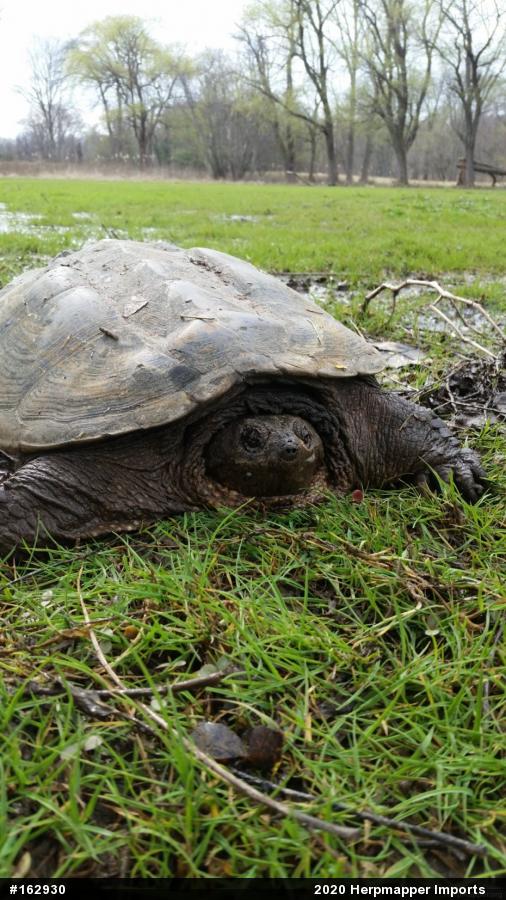 Snapping Turtle