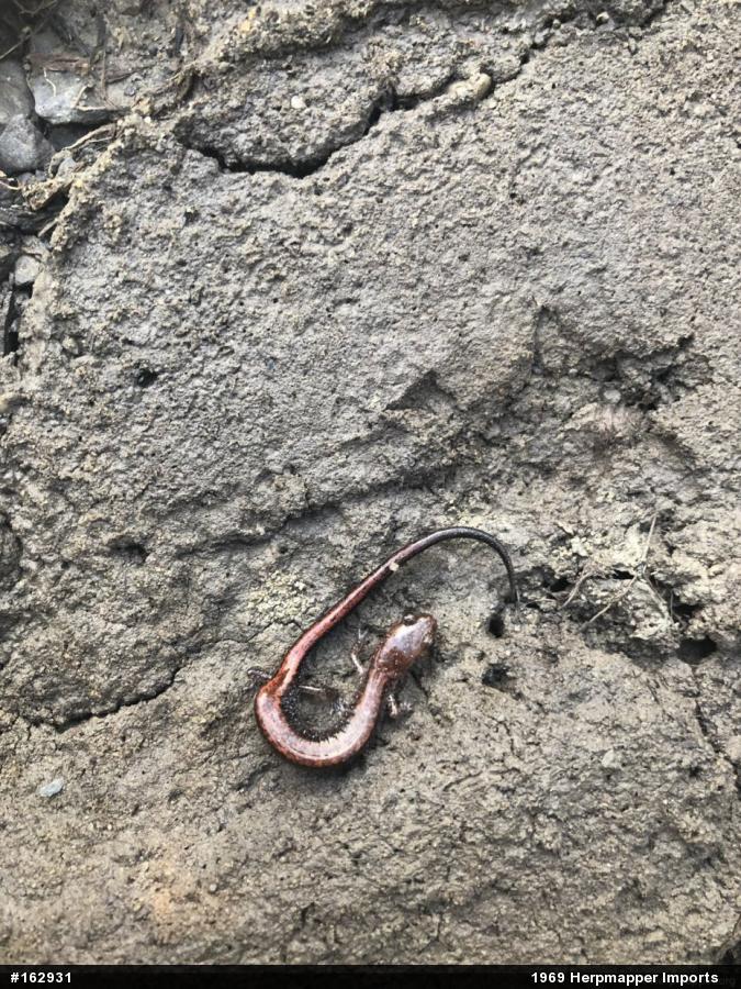 Eastern Red-backed  Salamander