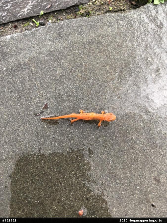 Red-spotted Newt