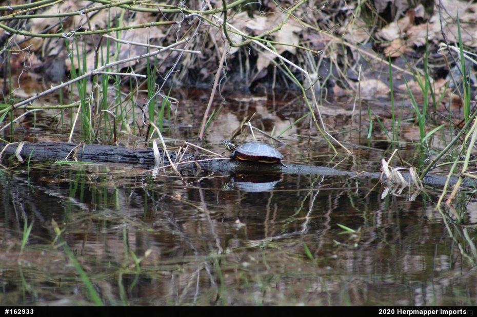 Painted Turtle