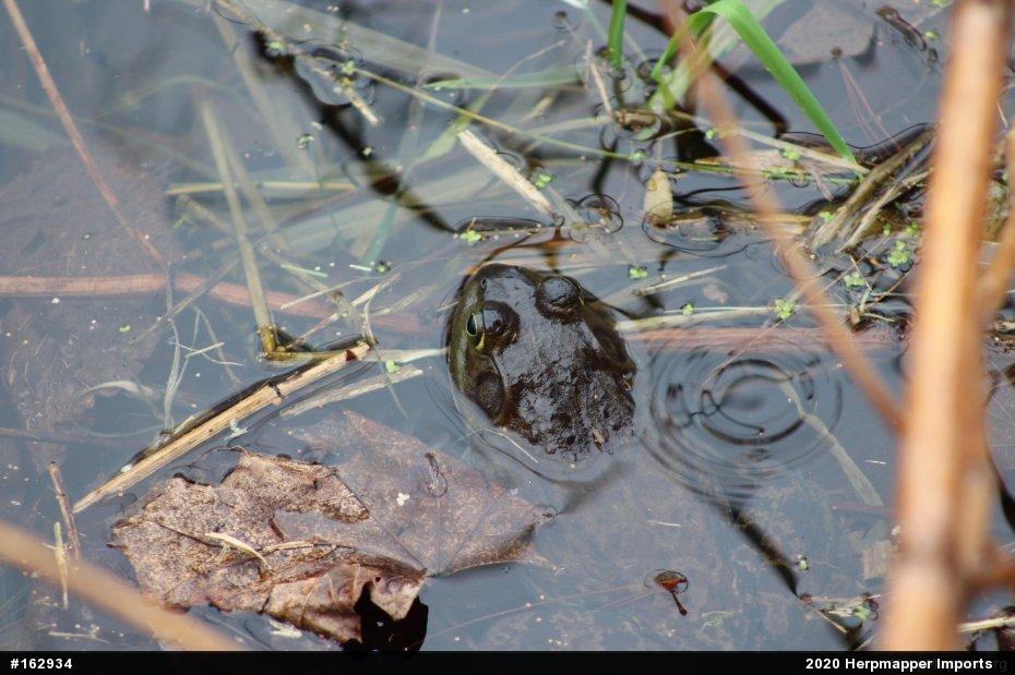 American Bullfrog