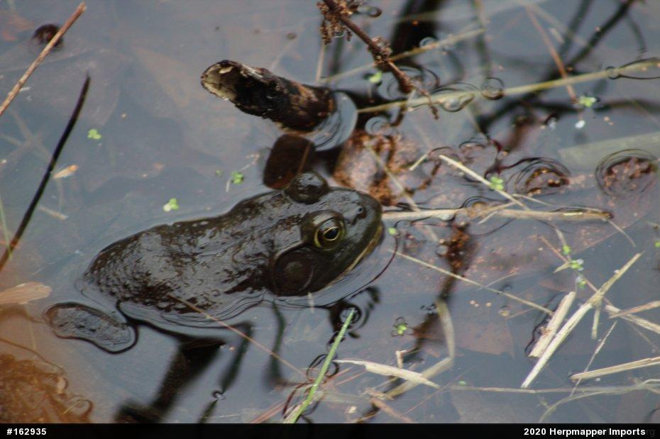 American Bullfrog
