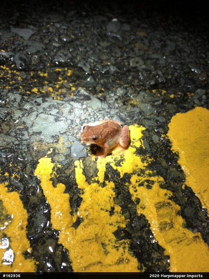 Spring Peeper