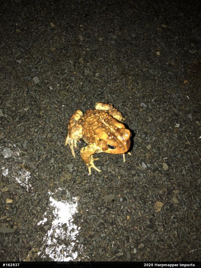 Eastern American Toad