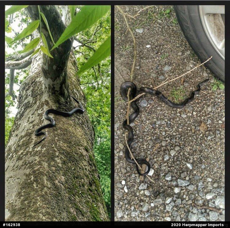 Eastern Ratsnake
