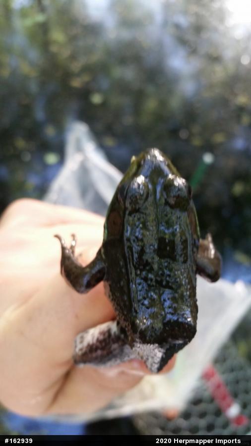 Green Frog