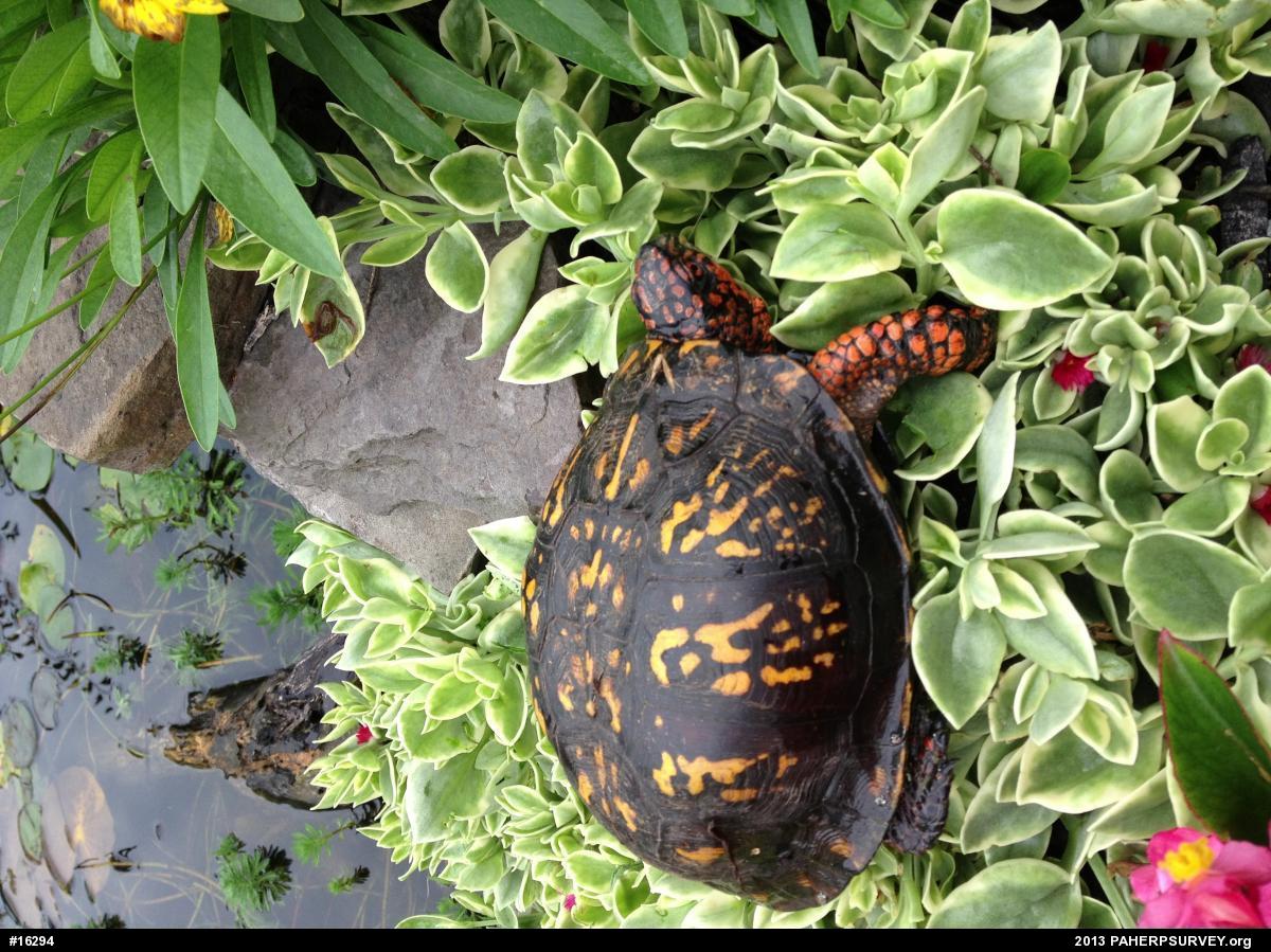 Eastern Box Turtle