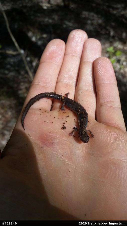 Eastern Red-backed  Salamander