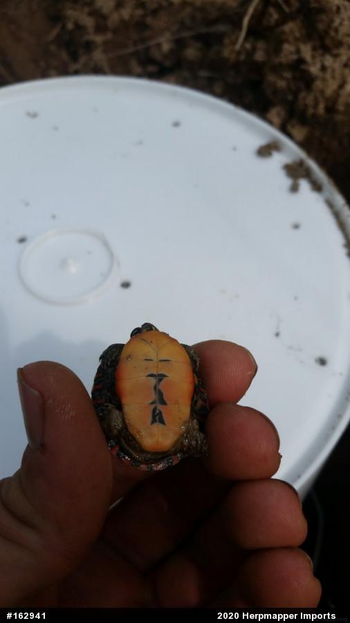 Eastern Painted Turtle