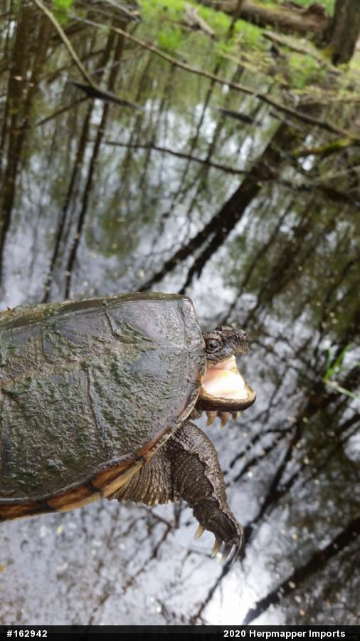 Snapping Turtle