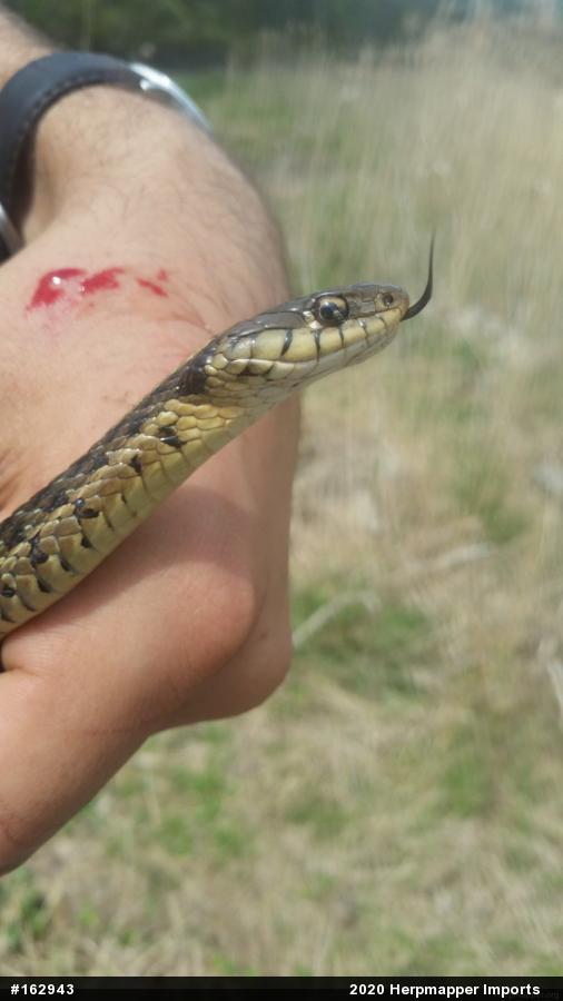 Eastern Gartersnake