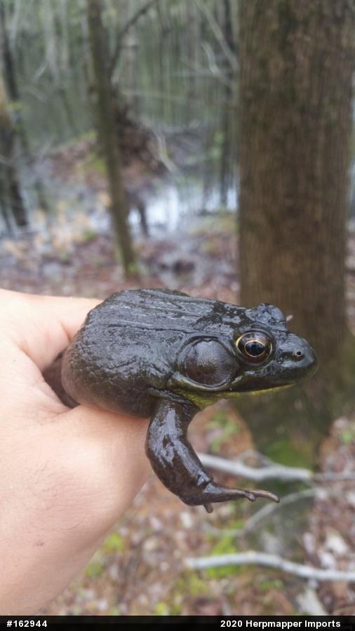 Green Frog