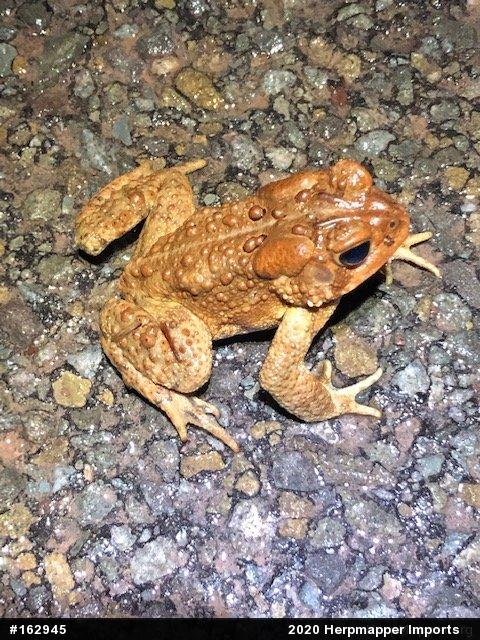 Eastern American Toad