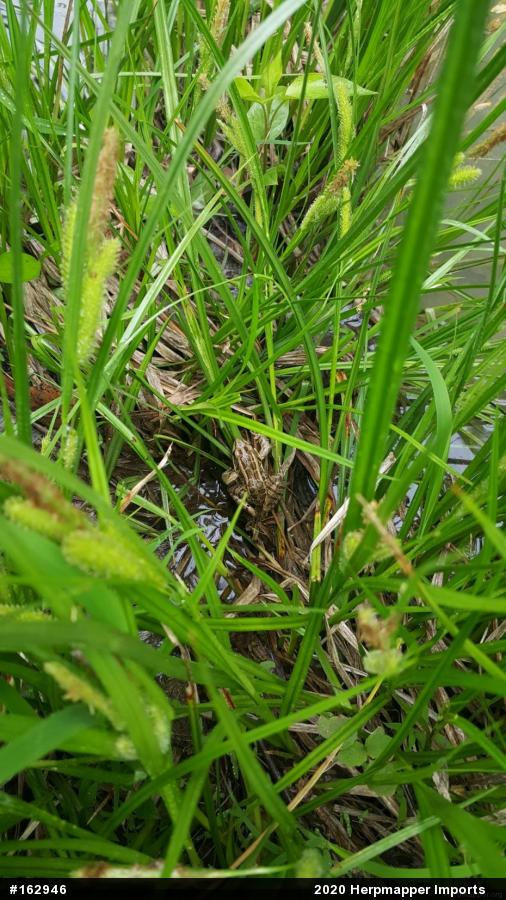 Pickerel Frog