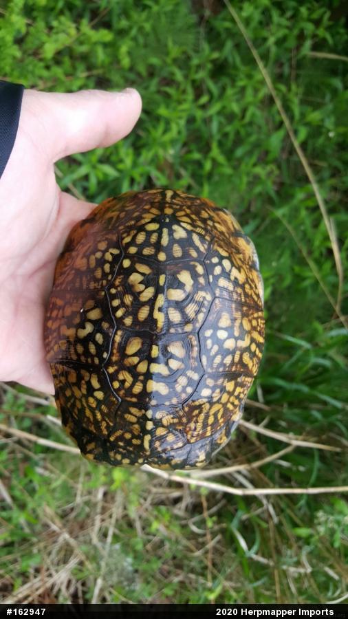 Eastern Box Turtle