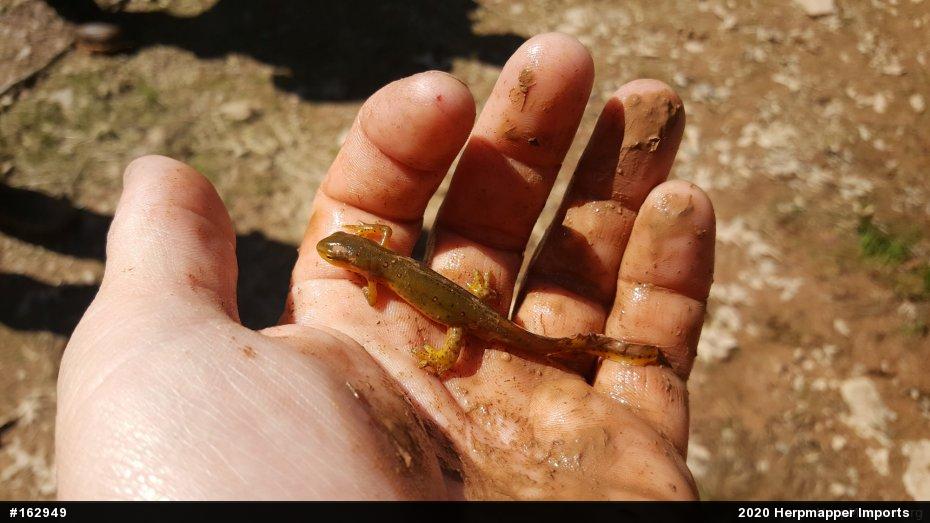 Red-spotted Newt